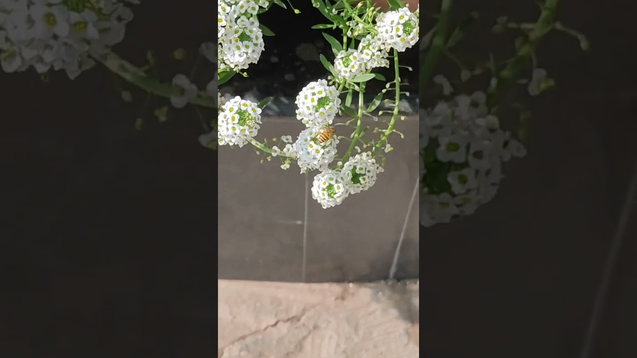 Видеть тебя делает мой день лучше 🌺🌺🌺 