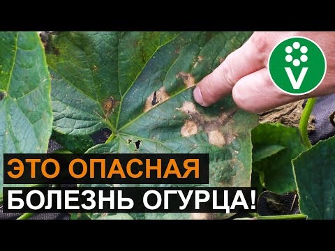 ЛИСТЬЯ ОГУРЦОВ покрываются