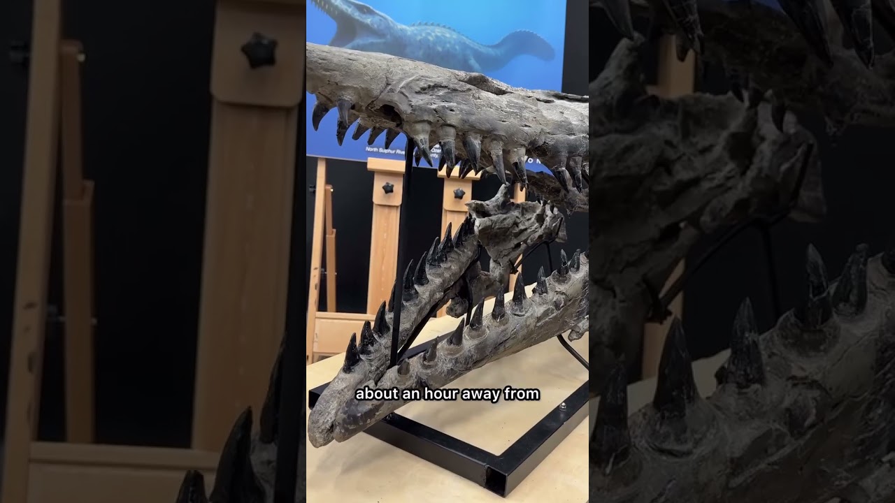 Mosasaur Fossil Skull