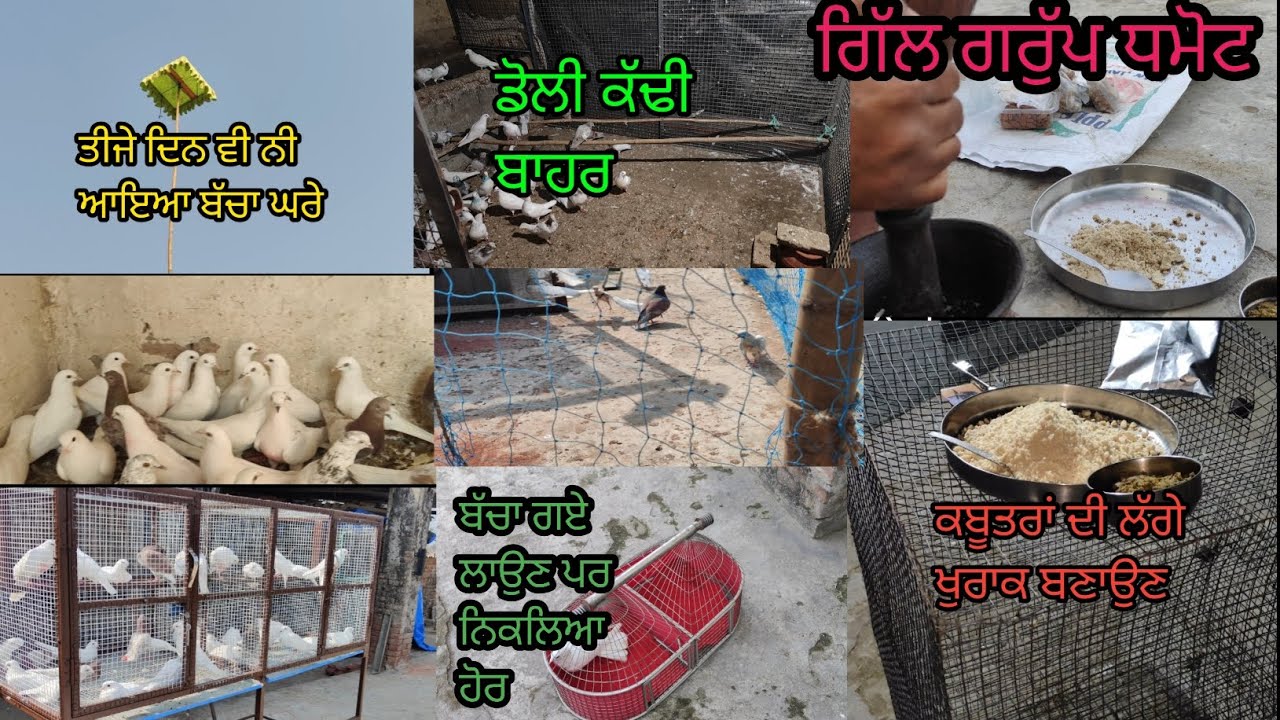 #ਗਿੱਲ ਗਰੁੱਪ ਧਮੋਟ ਬਲੋਗ 🕊️♥️