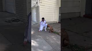 Effective Basic Obedience With a 4 Month old Boxer puppy.