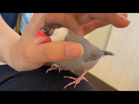 親指に顎を乗せて立ちながら寝る文鳥　途中で物音がして…    java sparrow