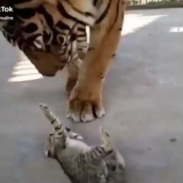 Kucing vs harimau Gelud