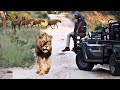 Hyenas will chase down a wounded lion and kill it in kruger national park  latest sightings  bbc