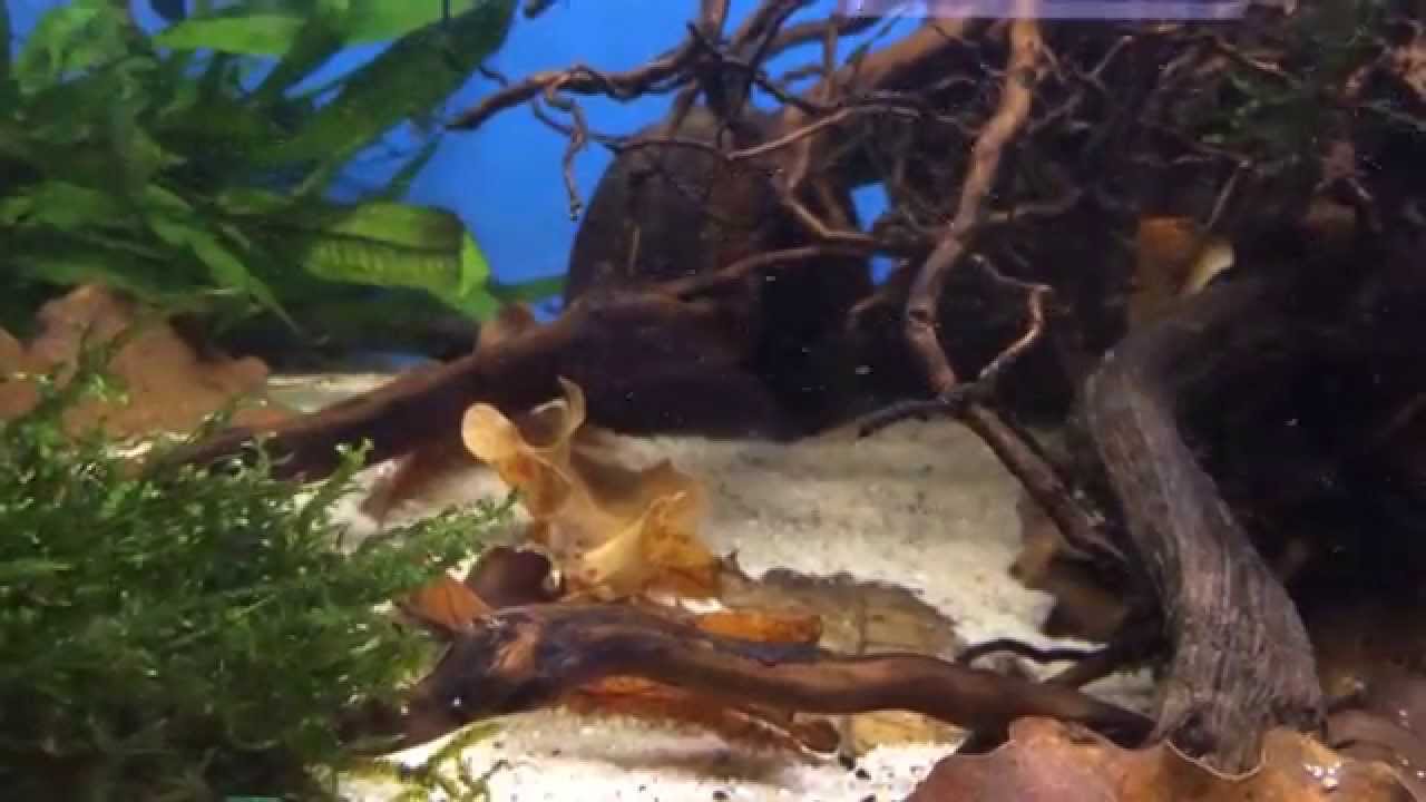 Ramirezi Akvaryum 