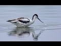 Шилоклювка (Recurvirostra avosetta) - Pied Avocet | Film Studio Aves