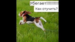 собака убегает? как отучить собаку убегать от вас без поводка?