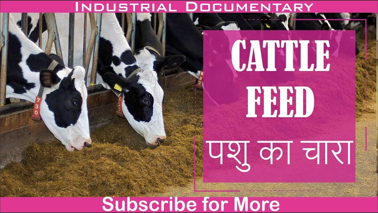शुरू करे पशु के चारे का व्यवसाय || Start Cattle Feed Making Business -  YouTube
