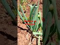 UKULIMA WA VITUNGUU KENYAрџљњрџљњ UKULIMA WA VITUNGUU KENYAрџљњрџљњ