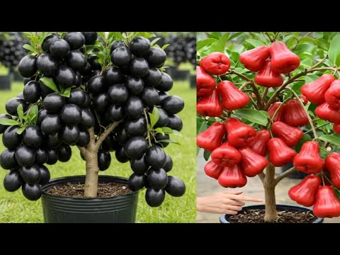 How to graft a jam tree. - YouTube