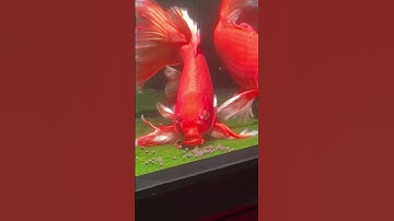 #megajumbo #goldfish #cacanh #cavang #viral #cacanh180 #visinh #xuhuong #thuysinh #ranchu #oranda