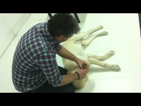 Video: Paro Cardíaco Para Perros - Tratamiento Para Perros Con Paro Cardíaco