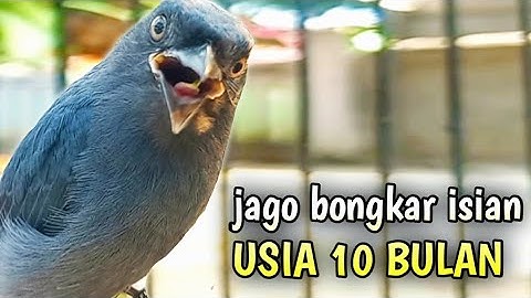 srigunting abu abu gacor PASTOL pancingan srigunting abu biar bunyi BONGKAR ISIAN