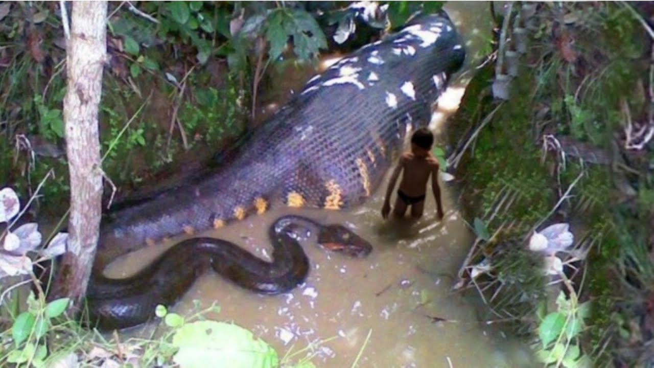 生物海洋回廊: 南米統合を持続的に促進