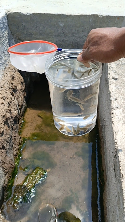 Gorong gorong air banyak ikan#menangkapikan