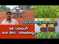 రబీ కందిలో అధిక దిగుబడినిచ్చే రకాలు - యాజమాన్యం|| Rabi Red gram/ Tur Cultivation || Karshaka Mitra
