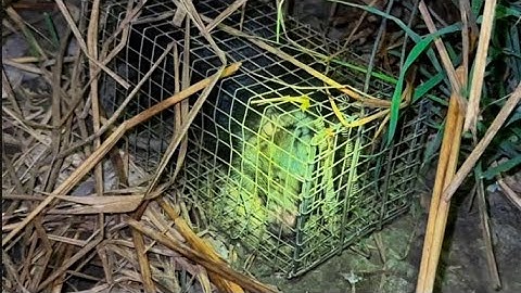 Bẫy Chuột Cống Nhum Dính Bích Cái Lồng