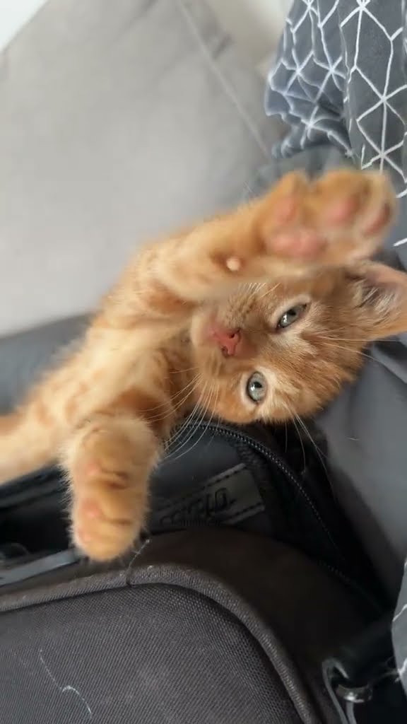 bébé chaton très mignon