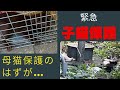 母猫ではなく衰弱した子猫が保護器に…