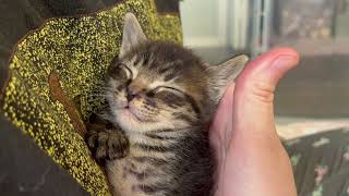 Kitten Falls Asleep In My Hands