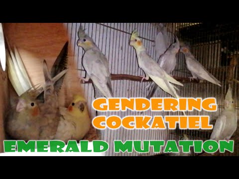 PAANO MAG GENDER NG COCKATIEL | EMERALD, NORMAL GRAY AT CINNAMON MUTATION