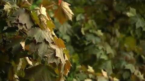 Royalty-free footage - Maple leaves sway in the wind | Royalty-Free Video 4K.