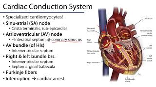 Cardiac Conduction