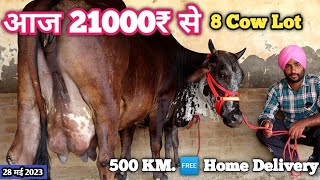 21000₹ में 8 गाय जिनमें 500 किलोमीटर ट्रांसपोर्ट फ्री 🆓  Sahiwal Rathi Tharparkar Cow 👍 Black Kapila