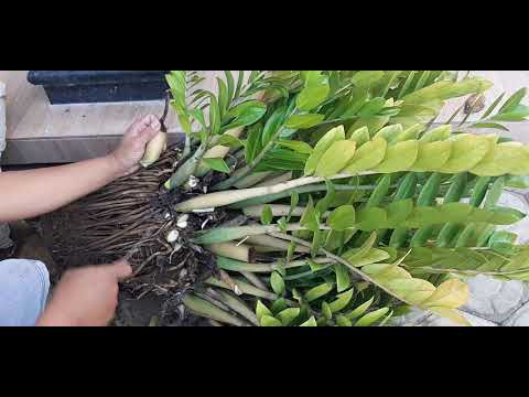 Video: Zamia - Et Levn I Planteriget