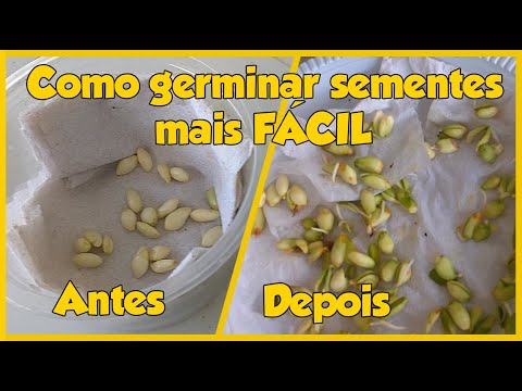 Vídeo: Como semear sementes de laranja: 11 etapas (com fotos)