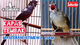 Masteran Istimewa Kapas Tembak untuk Murai, Trotol, Cucak Ijo, Kolibri1 Jam #Malaysia #Thai #Shama