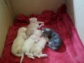 kittens