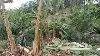 menebang pohon pisang di antara sawit