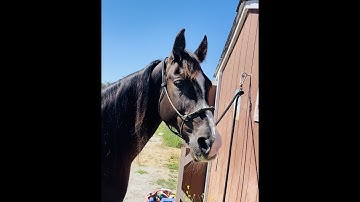 What is a Bridle Path -Gaited Horse Training