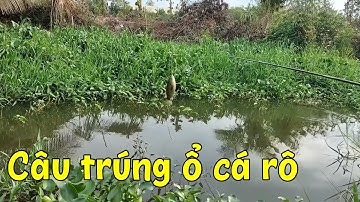 Câu cá rô đồng ở Tân Thạnh, Long An, kết quả bội thu.