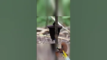 Чудо природы🔶 Танцы райских птиц