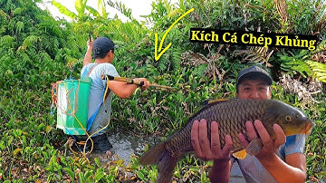 Kích Cá Trong Ao Bèo Bắt Được Cá Chép Vàng Khổng Lồ | Thú Vui 3 Miền