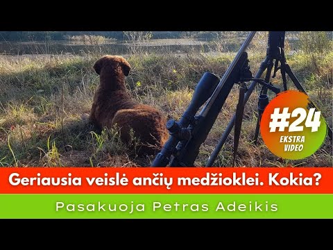 Video: Kokia veislė yra jeontanas?