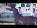 N 50 SHEIKH AAL AL SABBAH The North Coast AHC 2025 Yearling Colts Section A Class 6A N 50 SHEIKH AAL AL SABBAH The North Coast AHC 2025 Yearling Colts Section A Class 6A