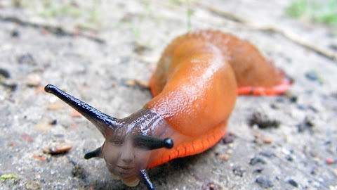 Swiftage #1 January Edition