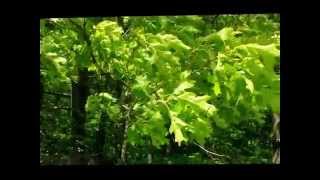 Oak Tree Leaves Blowing in the Wind