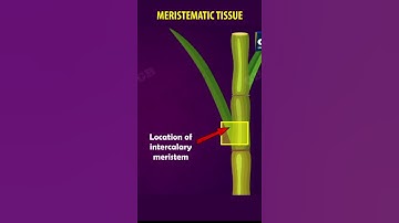#Tissues Class 9 | Meristematic tissues | cbse 9  Biology | chapter 6| NCERT  | Gradebooster #shorts