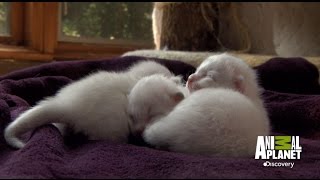 Supertiernos gatitos  los primeros pasos más dulces y tiernos – Raza Birmano  Animal Planet