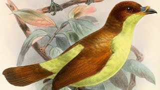 Cendrawasih Sutera, Burung Langkah Yang Sudah Hilang Dari Habitat Aslinya