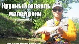 Ловля голавля на малой реке. "Голавль начала лета" Ловля голавля на малой реке. "Голавль начала лета"