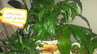 رعاية النباتات الداخلية في الشتاء Indoor plants care in winter