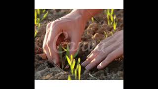 ازرع بصلك الخاص واحصل على حصاد طازج ولذيذ: أسرار نجاح زراعة البصل
