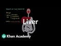 Liver | Gastrointestinal system physiology | NCLEX-RN | Khan Academy