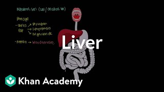 Liver | Gastrointestinal system physiology | NCLEX-RN | Khan Academy