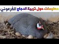 معلومات هامة حول تربية الدجاج الفرعوني